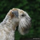 Irish Soft Coated Wheaten Terrier