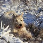 Irish Soft Coated Wheaten Terrier im schnee