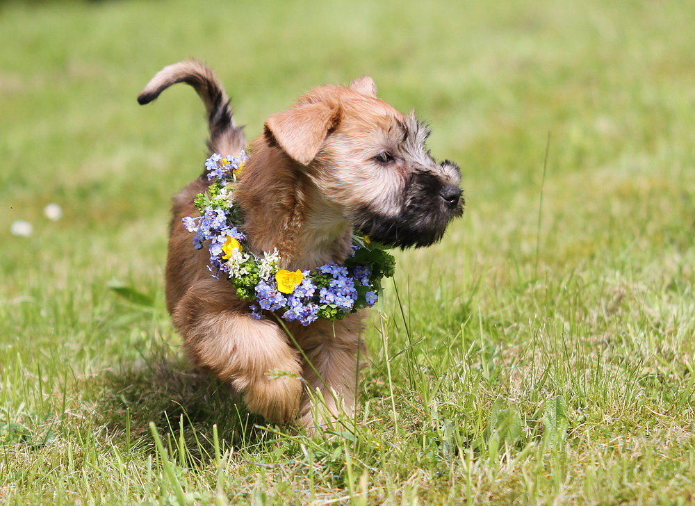 Irish Soft Coated Wheaten Terrier im Sommer:)