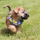 Irish Soft Coated Wheaten Terrier im Sommer:)