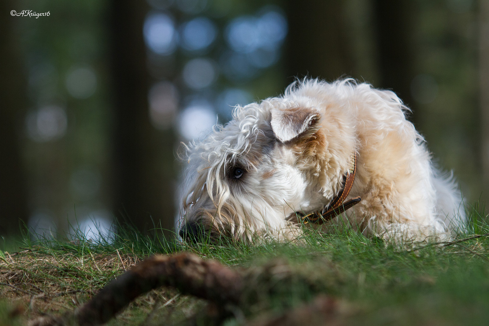 Irish Soft Coated Wheaten Terrier (Lumi)