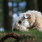 Irish Soft Coated Wheaten Terrier (Lumi)