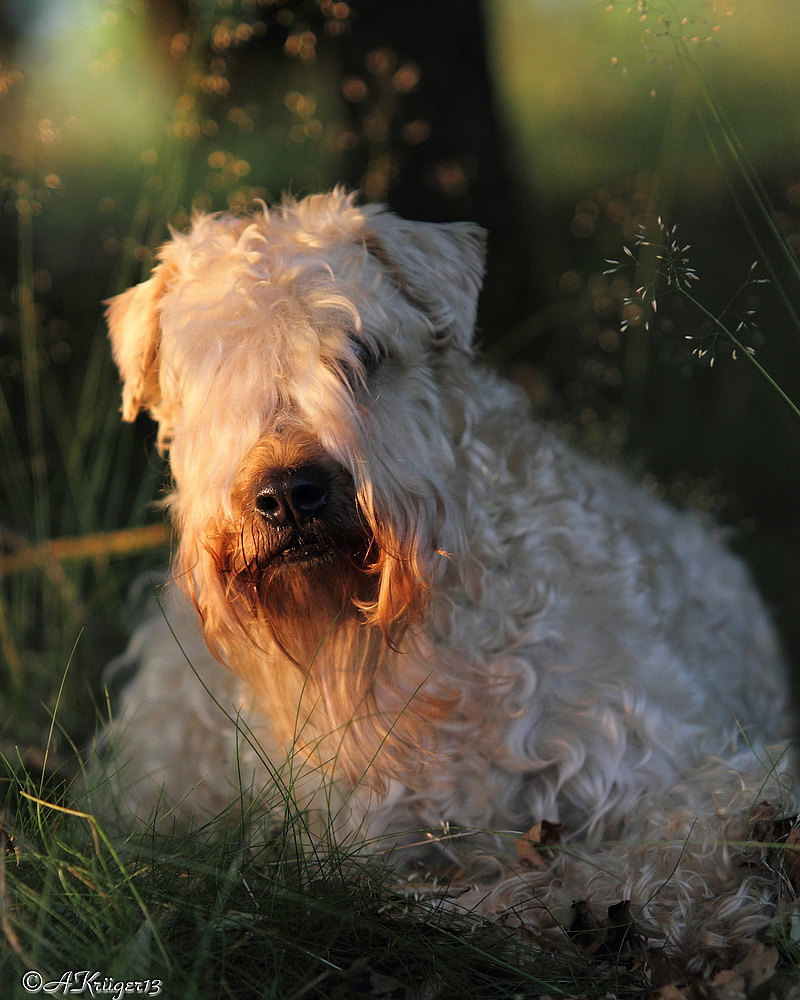 Irish Soft Coated Wheaten Terrier " Pyry"
