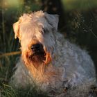Irish Soft Coated Wheaten Terrier " Pyry"