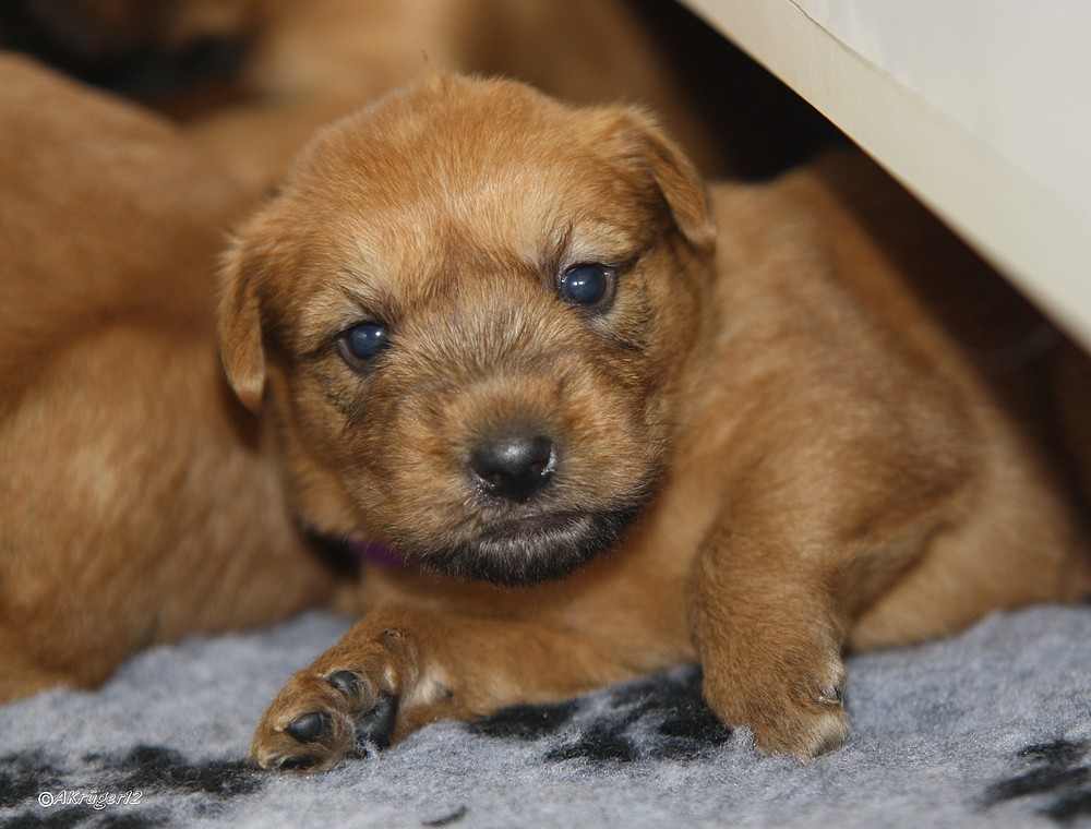 Irish Soft Coated Wheaten Terrier Welpe 3 Wochen alt:)