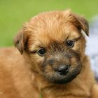 Irish Soft Coated Wheaten Terrier Welpe 4 Wochen alt:)