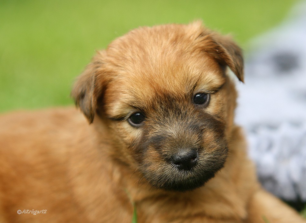 Irish Soft Coated Wheaten Terrier Welpe 4 Wochen alt:)