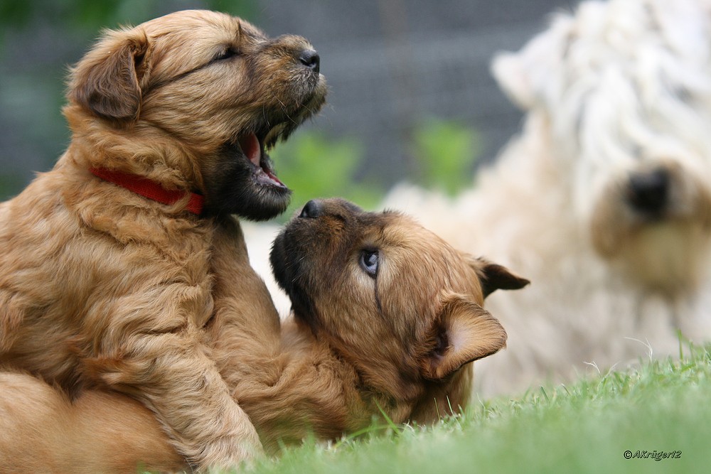 Irish Soft Coated Wheaten Terrier Welpe 5 Wochen alt:)) Foto & Bild ...