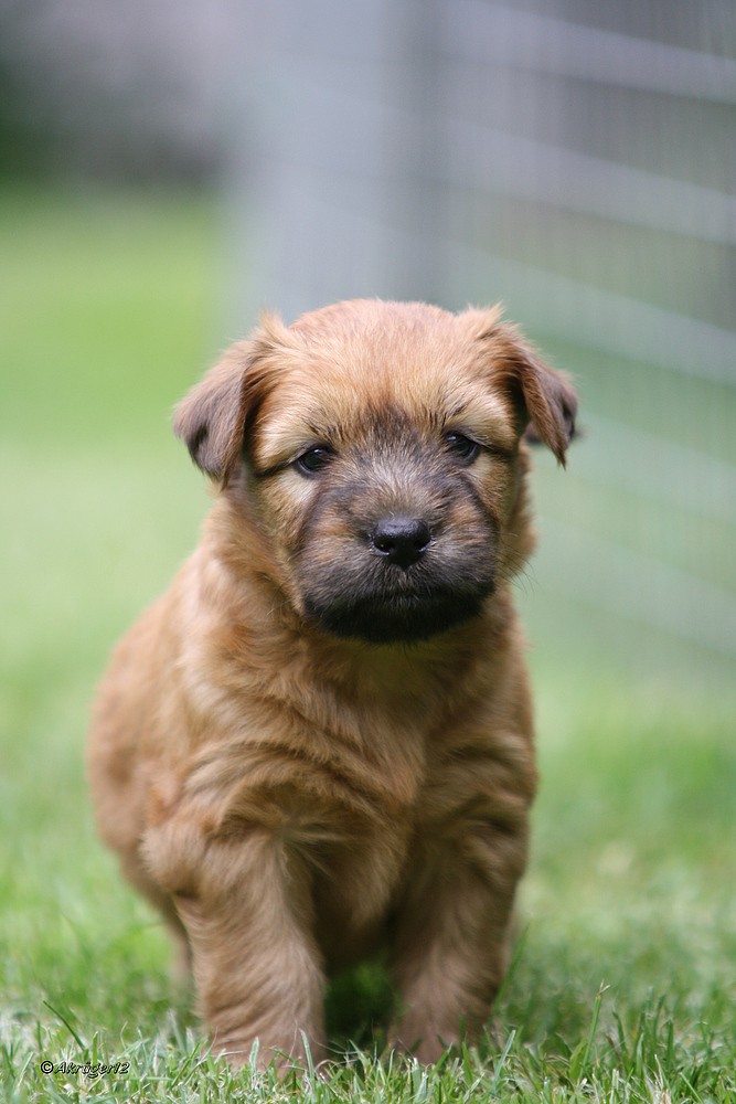 Irish Soft Coated Wheaten Terrier Welpe 5 Wochen alt.