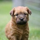 Irish Soft Coated Wheaten Terrier Welpe 5 Wochen alt.