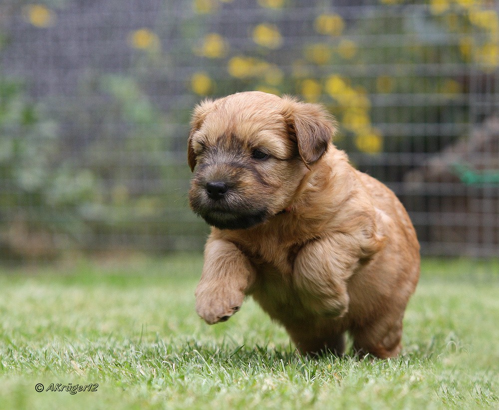 Irish Soft Coated Wheaten Terrier Welpe 5 Wochen alt:)