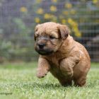 Irish Soft Coated Wheaten Terrier Welpe 5 Wochen alt:)