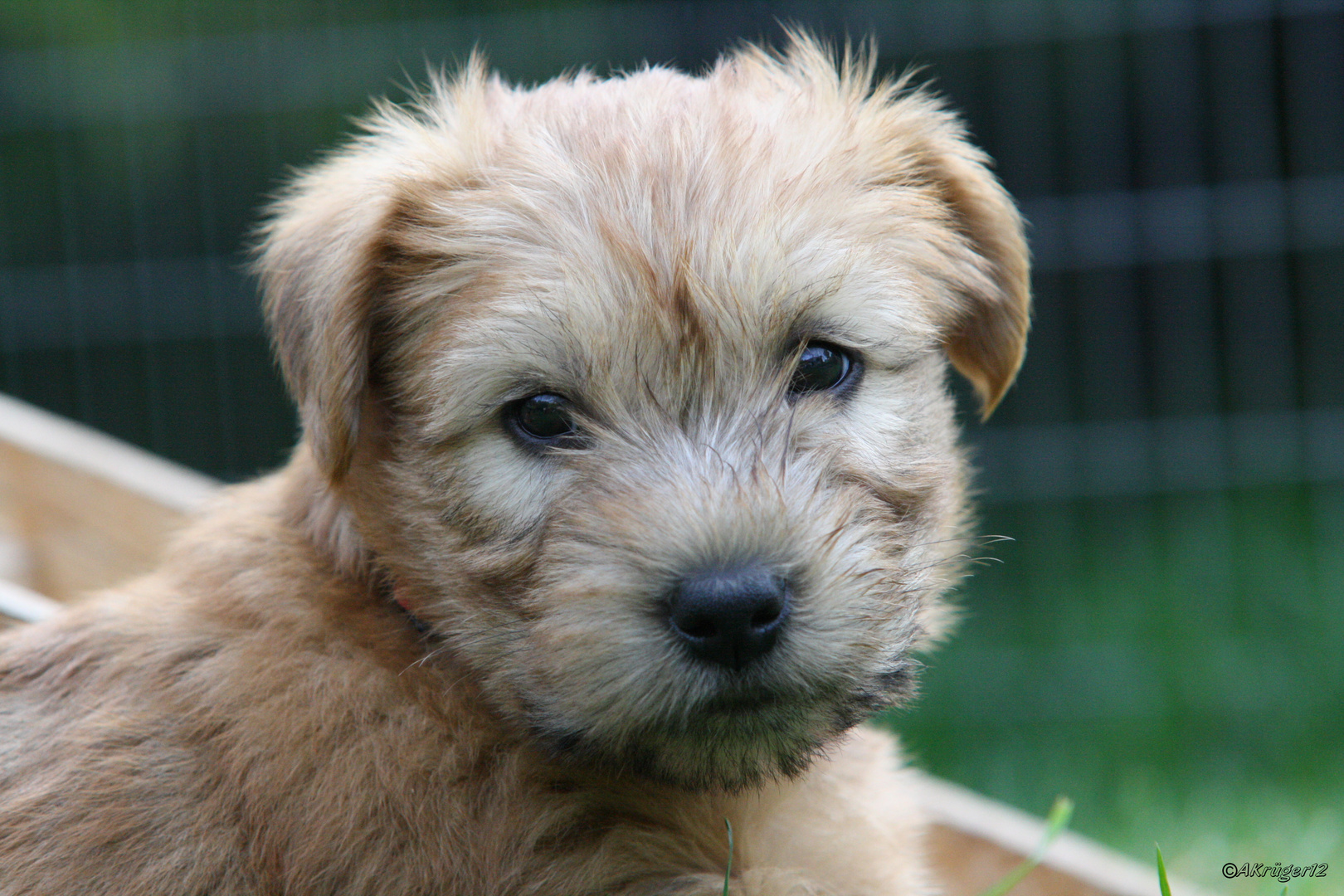 Irish Soft Coated Wheaten Terrier Welpe 6 Wochen alt.)