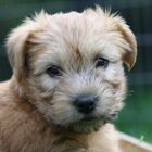 Irish Soft Coated Wheaten Terrier Welpe 6 Wochen alt.)