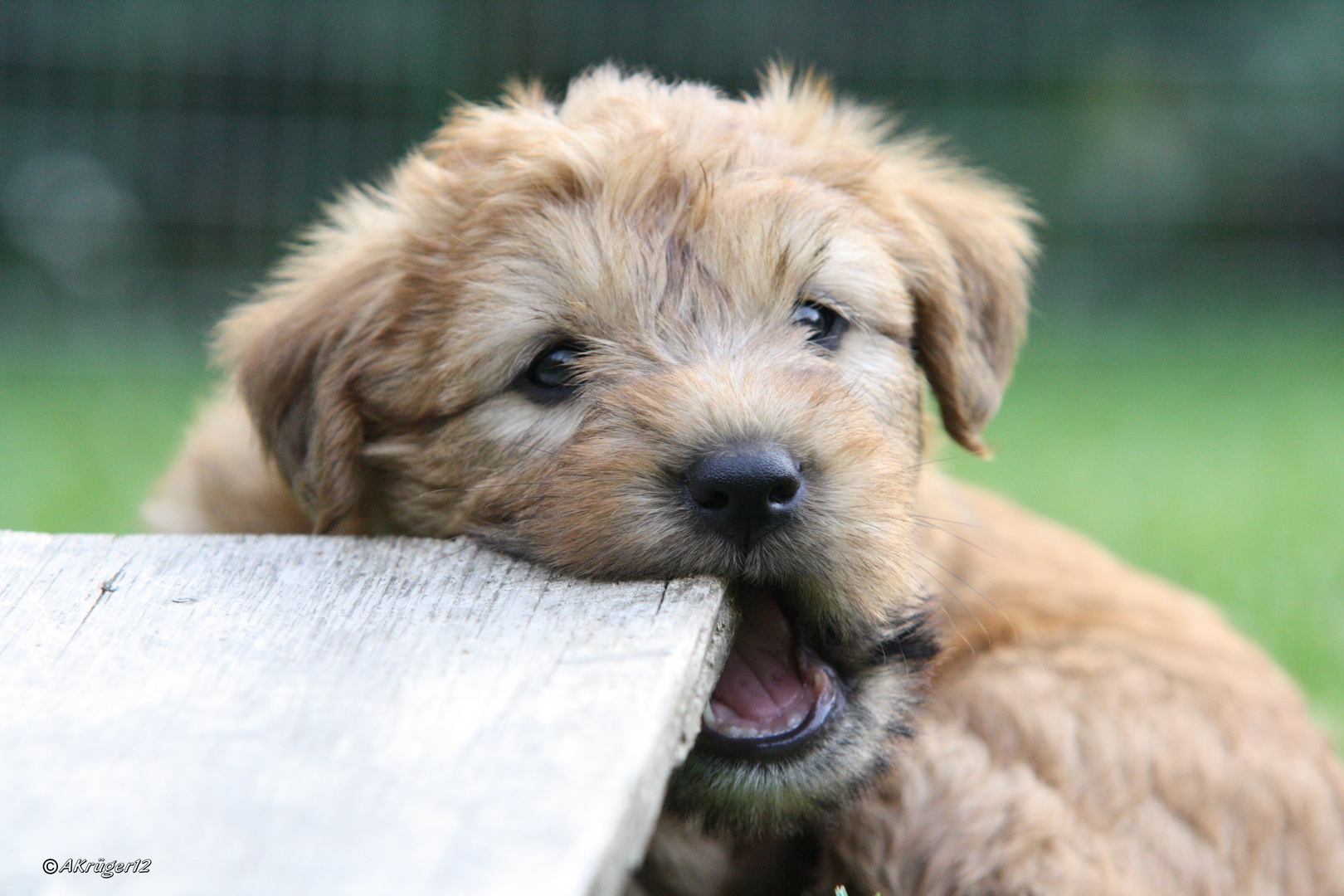 Irish Soft Coated Wheaten Terrier Welpe 6 Wochen alt. Foto & Bild ...