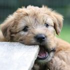 Irish Soft Coated Wheaten Terrier Welpe 6 Wochen alt.