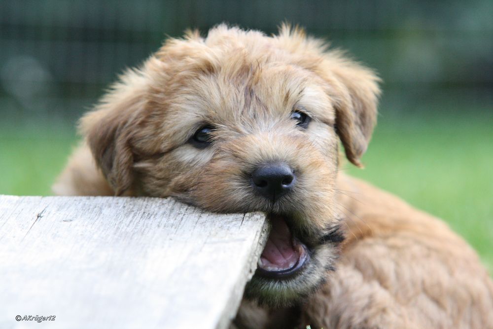 Irish Soft Coated Wheaten Terrier Welpe 6 Wochen alt.