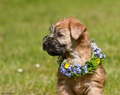 Irish Soft Coated Wheaten Terrier Welpe im Sommer:))