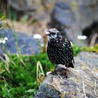 Irish Starling