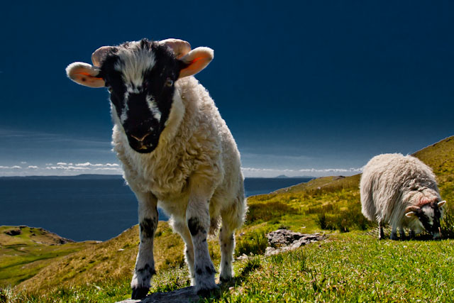 Irish Summer