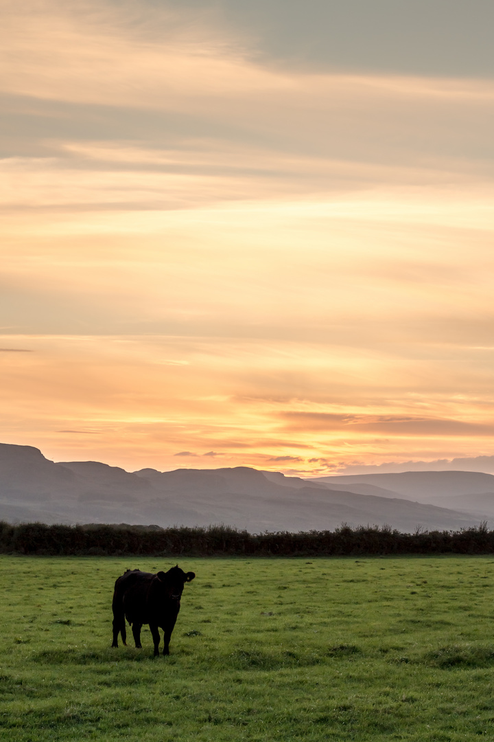 Irish Sunset