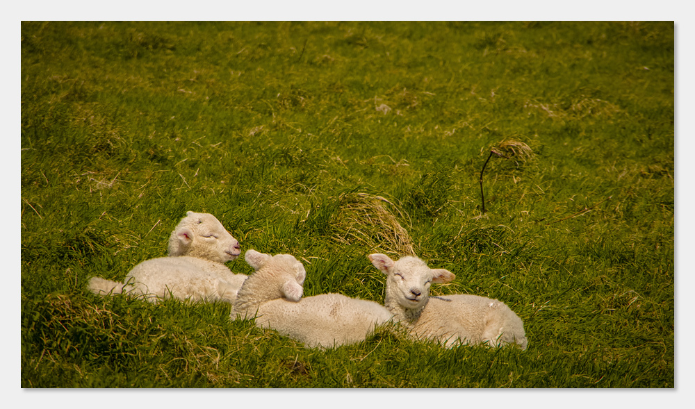 irish sweethearts