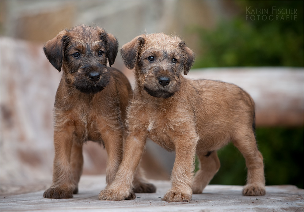 Irish Terrier