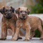 Irish Terrier