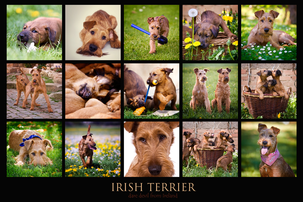 Irish Terrier