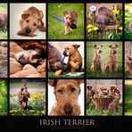 Irish Terrier