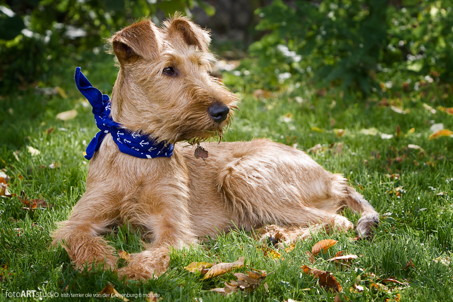 irish terrier 6 monate alt