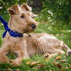 irish terrier 6 monate alt