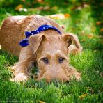 IRISH TERRIER