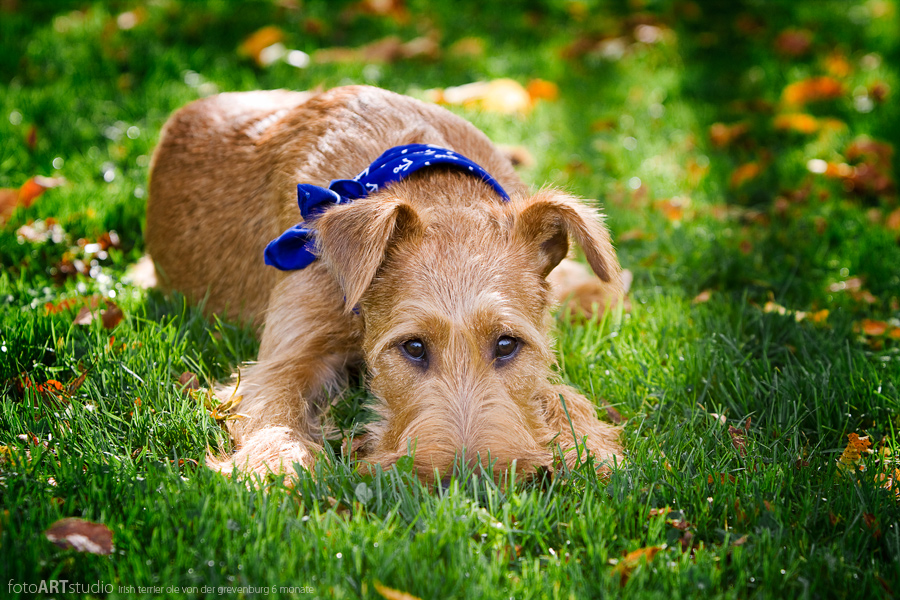 IRISH TERRIER