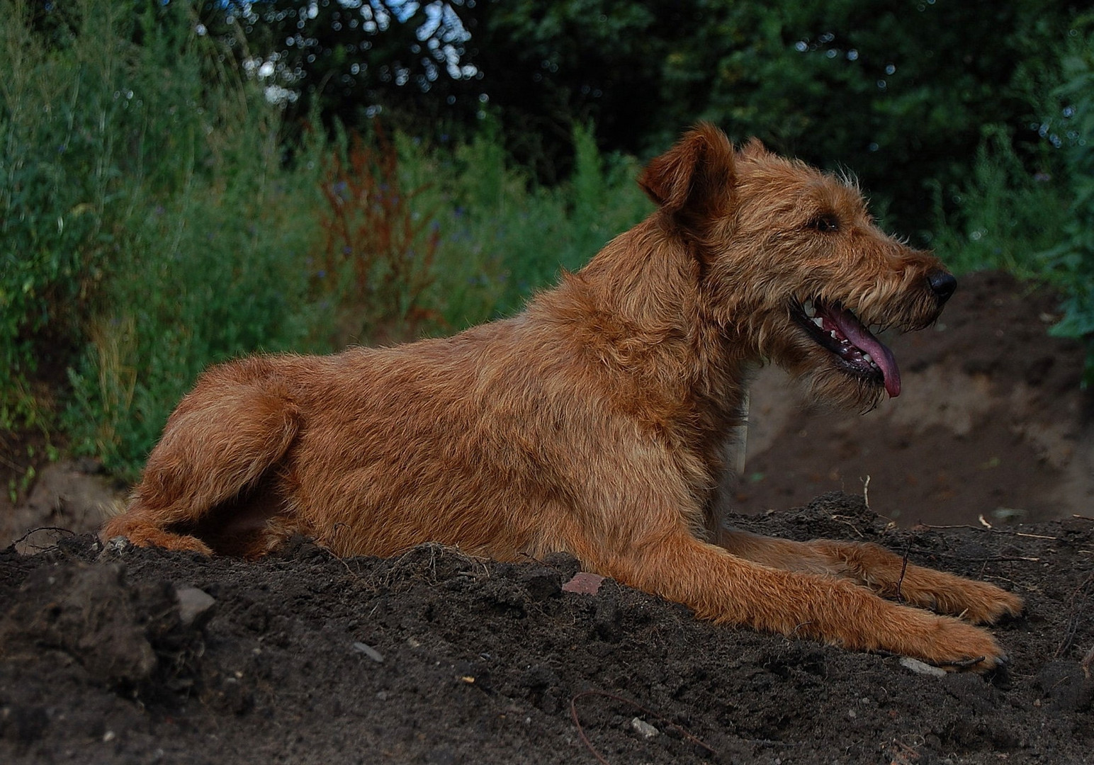 Irish Terrier