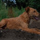 Irish Terrier