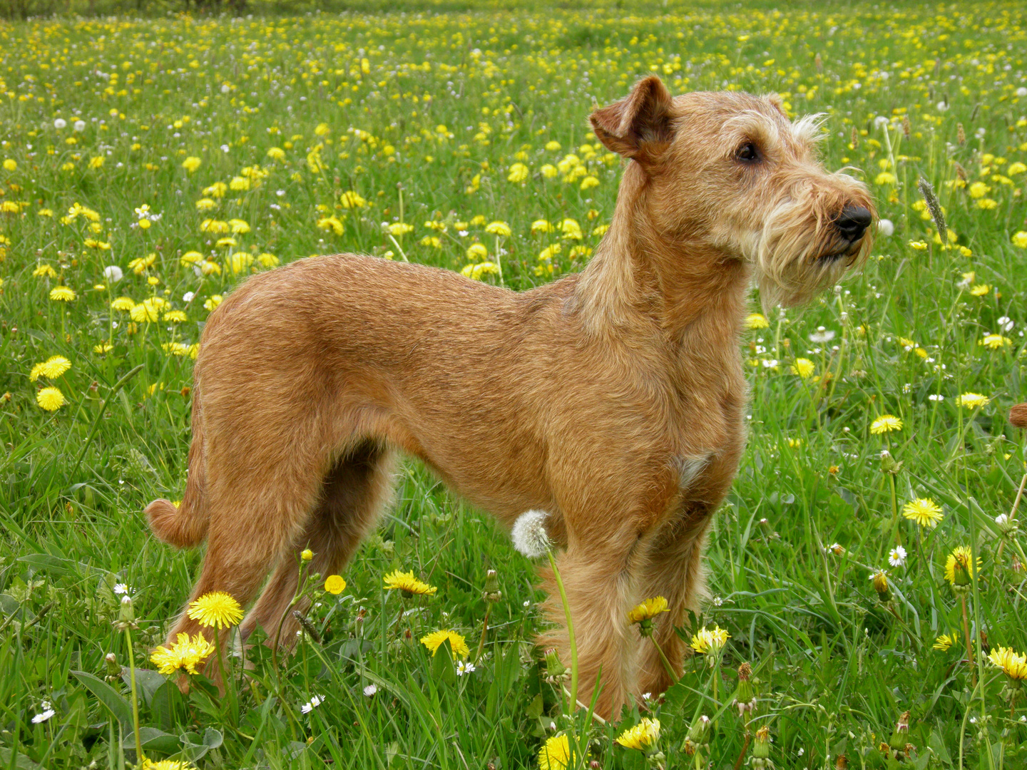 Irish Terrier