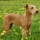 Irish Terrier