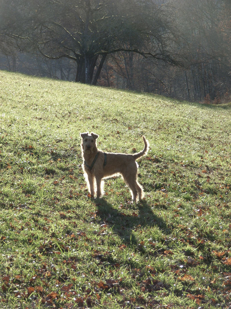 Irish Terrier als Lichtgestalt