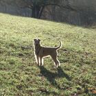 Irish Terrier als Lichtgestalt