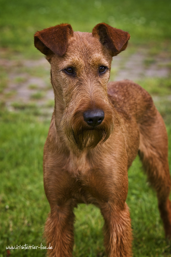 IRISH TERRIER - Aragon Ole von der Grevenburg