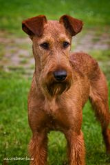 IRISH TERRIER - Aragon Ole von der Grevenburg