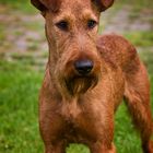 IRISH TERRIER - Aragon Ole von der Grevenburg