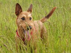 Irish Terrier