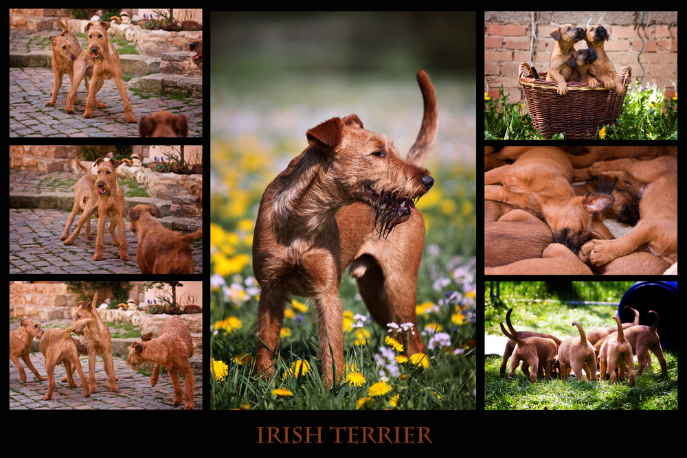 Irish Terrier