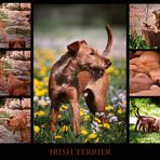 Irish Terrier