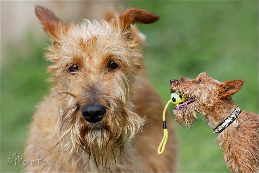 Irish Terrier Collage