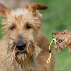 Irish Terrier Collage