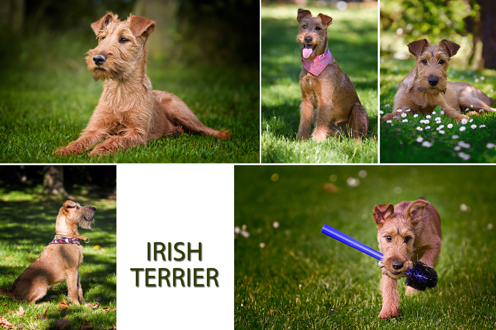 IRISH TERRIER