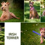 IRISH TERRIER